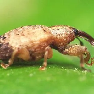 thumbnail for publication: Ligustrum Weevil (suggested common name), Ochyromera ligustri Warner (Insecta: Coleoptera: Curculionidae: Tychiinae: Tychiini: Endaeina)